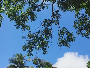 Low angle view of tree against blue sky