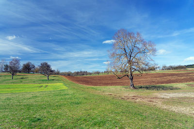 Trees on field against sky