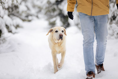 Dogs running on snow covered field