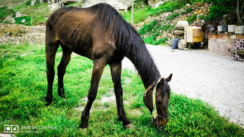 Horse grazing in a field