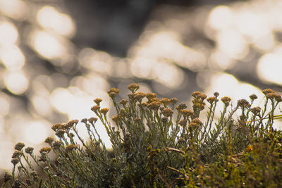 Close-up of yellow flowering plant with bokeh lights 