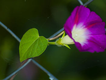 Close-up of insect on plant