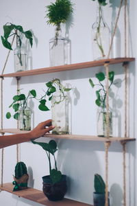 Close-up of hand holding potted plant
