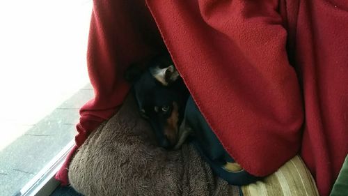 Dog relaxing on sofa