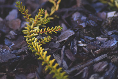 Close-up of plants