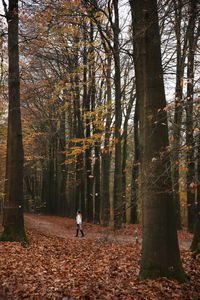 Trees in forest during autumn