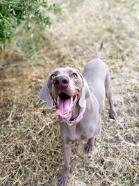 Close-up of dog standing on field