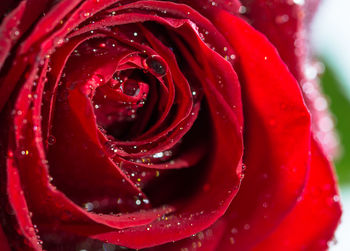Macro shot of rose