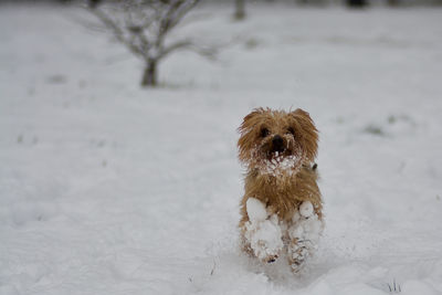 Portrait of dog standing on snow covered field