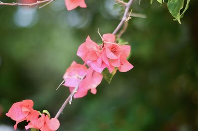 Close-up of pink flowering plant