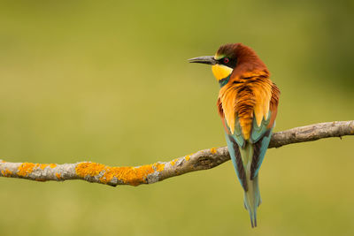 Close-up of bird perching on branch