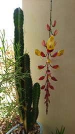 Close-up of flowers hanging on plant