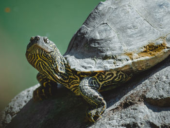 Close-up of a turtle looking away