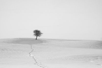 Trees on snow covered land against sky