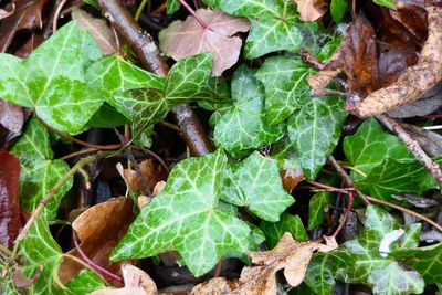 Close-up of plants