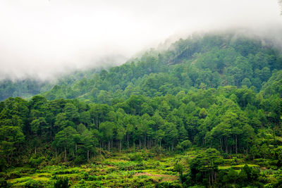 Scenic view of forest against sky