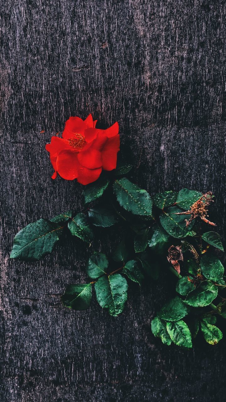 CLOSE-UP OF RED ROSE ON WOODEN TABLE