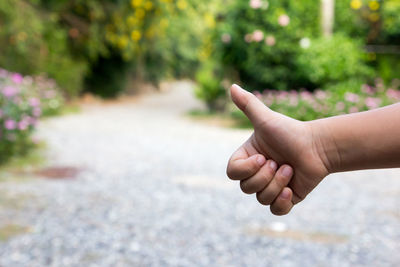 Close-up of person hand holding plant