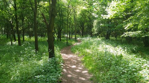 Footpath amidst trees in forest