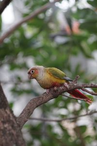 Close-up of bird perching on branch