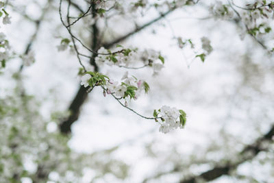 Low angle view of white cherry blossom tree