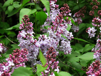 Close-up of pink flowering plant