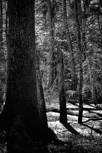 Trees in forest