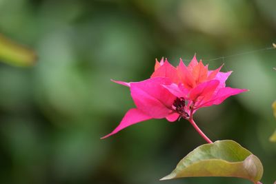 Close-up of pink flowers