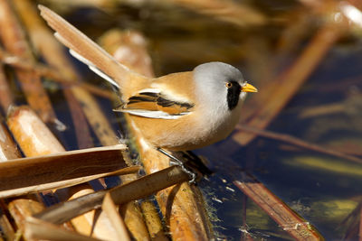 Close-up of bird perching on twig