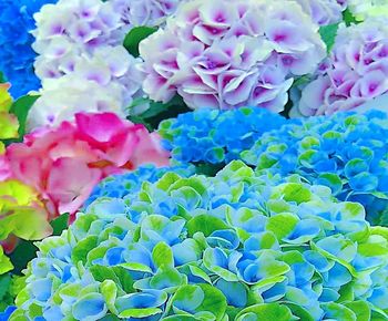 High angle view of purple flowering plants