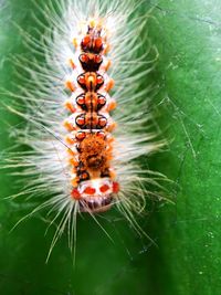 Close-up of insect on flower