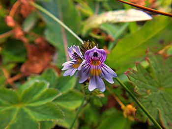 flowering plant