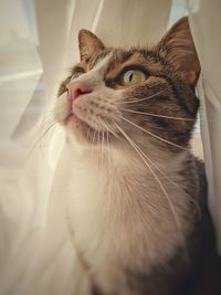 Close-up of cat looking away at home