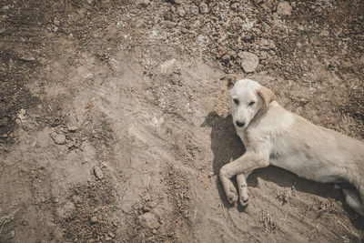 High angle view of a dog looking away