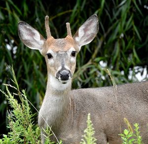 Close-up portrait of deer