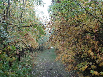 Footpath in park