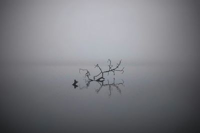 Flock of lizard on tree against sky