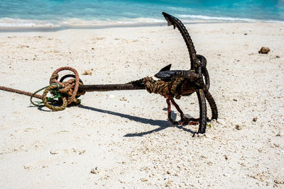 Close-up of horse on beach