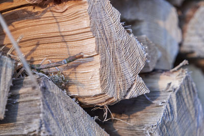 Close-up of logs in forest