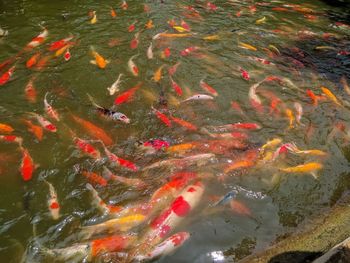 High angle view of koi fish in water