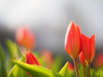 Close-up of red tulips growing in garden
