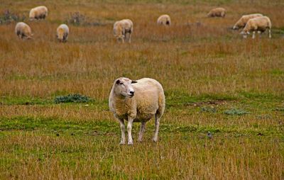 Sheep grazing on field