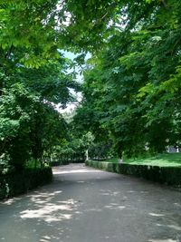 Road amidst trees in park