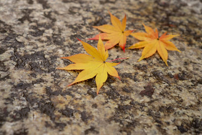 High angle view of yellow maple leaves on field