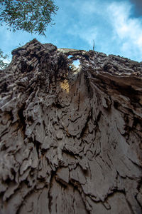 Low angle view of tree trunk against sky