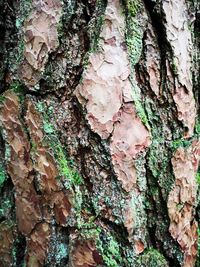 Full frame shot of tree trunk