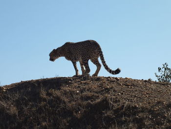 Low angle view of giraffe on landscape against clear blue sky