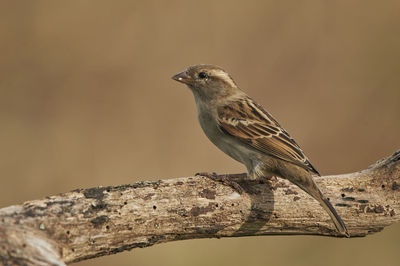 Close-up of bird perching on branch