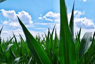 Close-up of fresh green field against sky