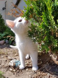 Cat on white background